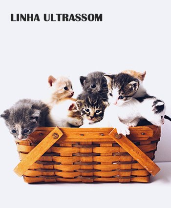 PEQUENOS ANIMAIS